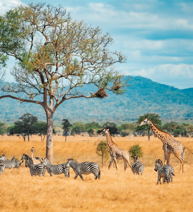 Paysage en Afrique avec des girafes et des éléphants